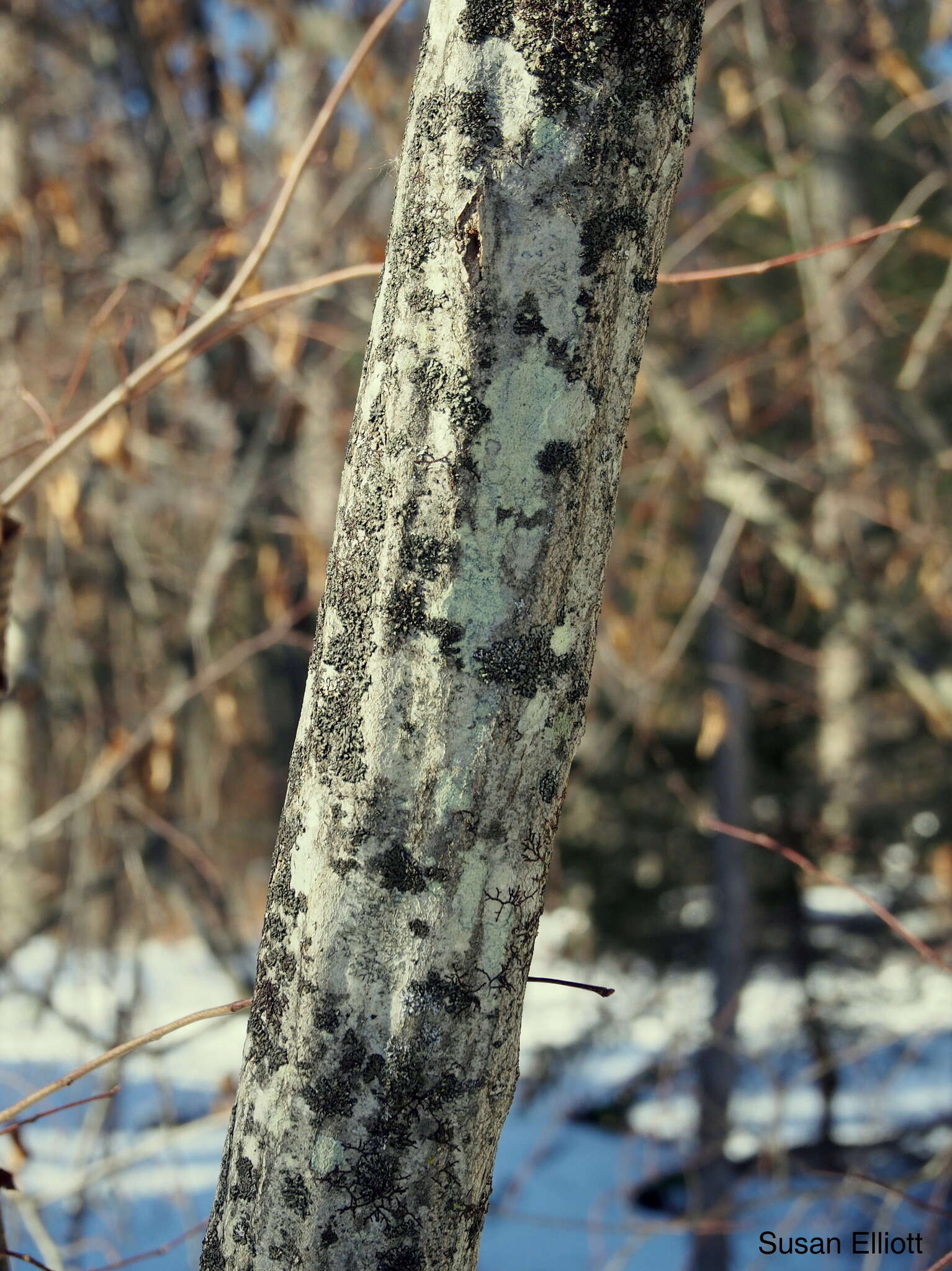 Слика од Carpinus caroliniana Walter