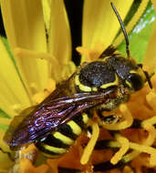 Image of Paranthidium jugatorium lepidum (Cresson 1878)