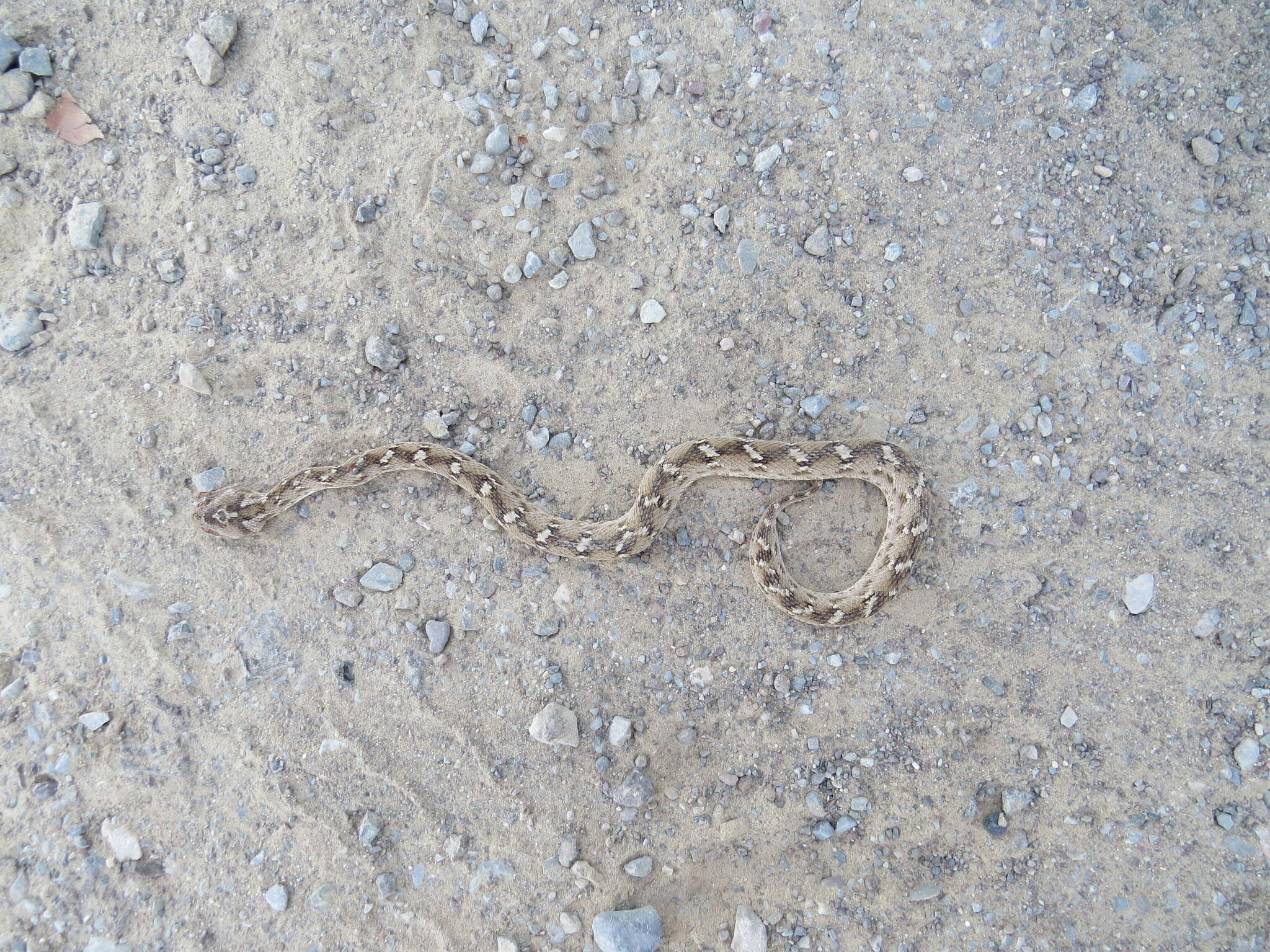 Image of Echis carinatus sochureki Stemmler 1969