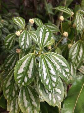 Imagem de Pilea cadierei Gagnep. & Guillaum.