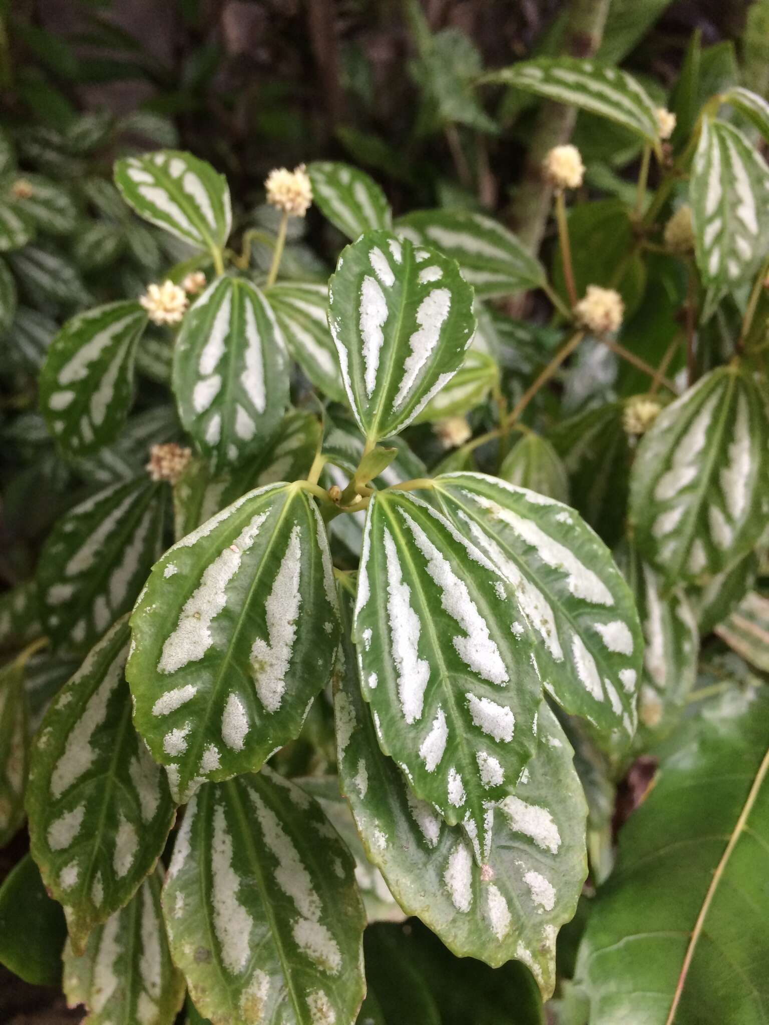 冷水花的圖片