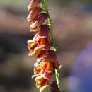 Image of Digitalis obscura subsp. obscura