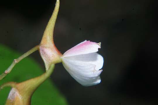 Image of Begonia hondurensis Burt-Utley & Utley