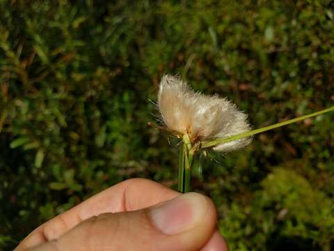 Image de Linaigrette dense