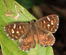 Image of Aricoris epulus