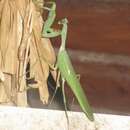 Image of Sphodromantis biocellata Werner 1906