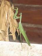 Image of Sphodromantis biocellata Werner 1906