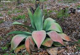 Image of Agave shrevei Gentry