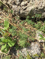 Image of Narrow-Leaf Paleseed