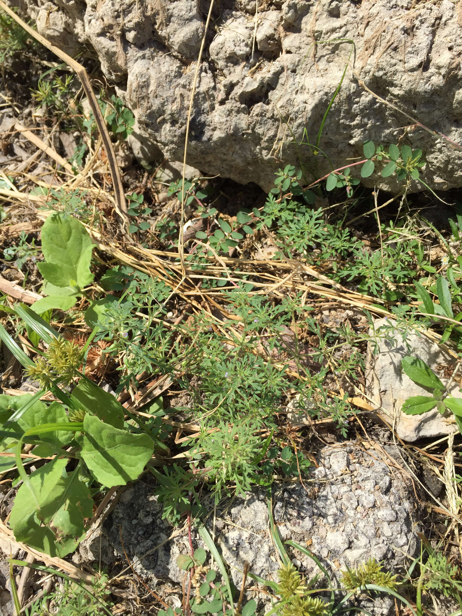 Image of Narrow-Leaf Paleseed