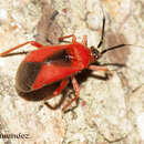 Pachymerocerus erythronotus (Berg 1883)的圖片