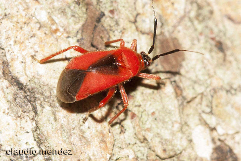 Pachymerocerus erythronotus (Berg 1883)的圖片