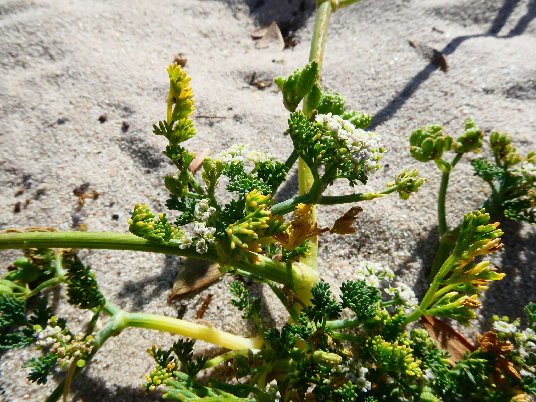 Capnophyllum africanum (L.) Gaertn. resmi