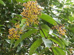 Plancia ëd Miconia longifolia (Aubl.) DC.