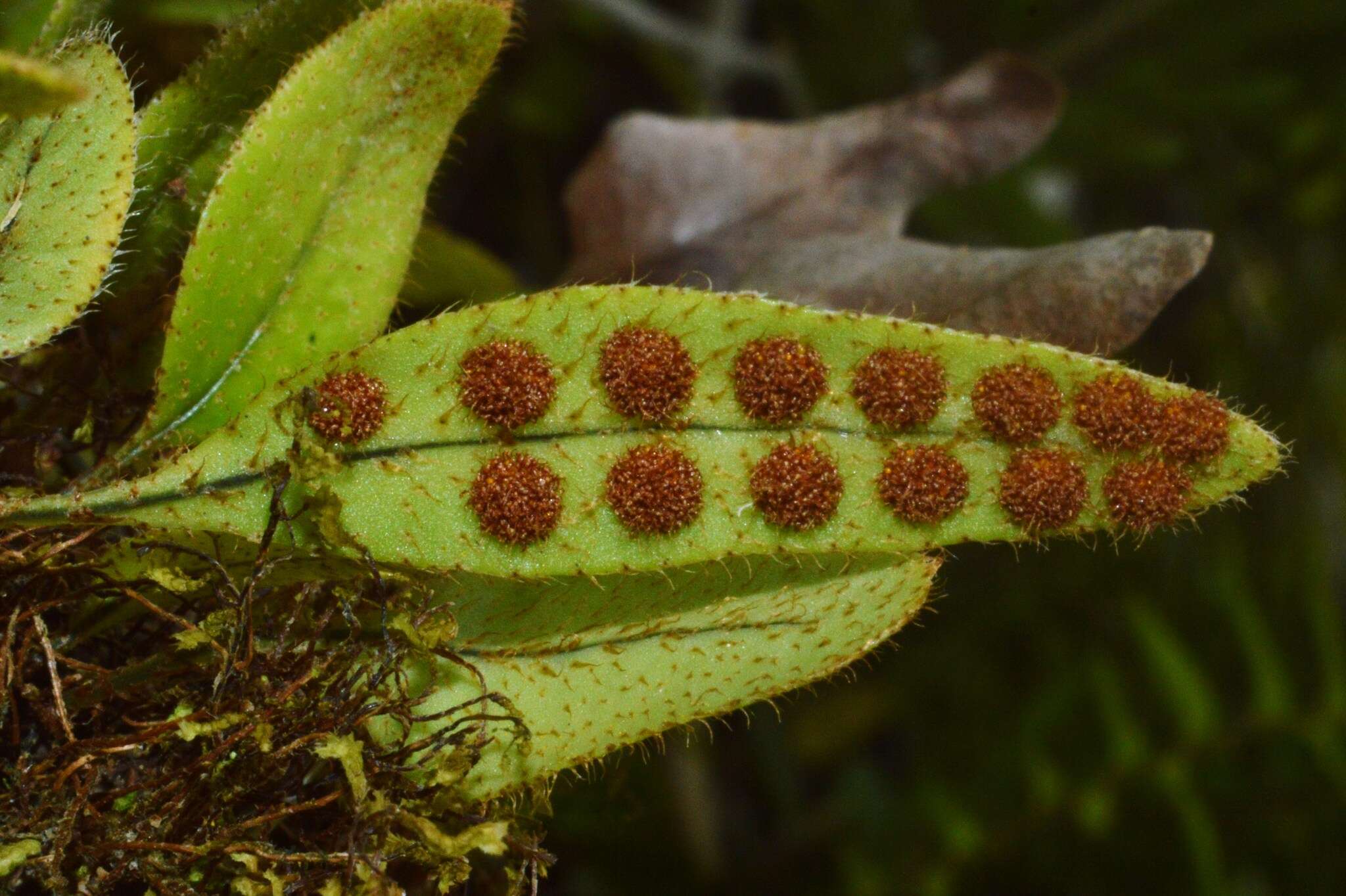 Microgramma piloselloides (L.) Copel.的圖片