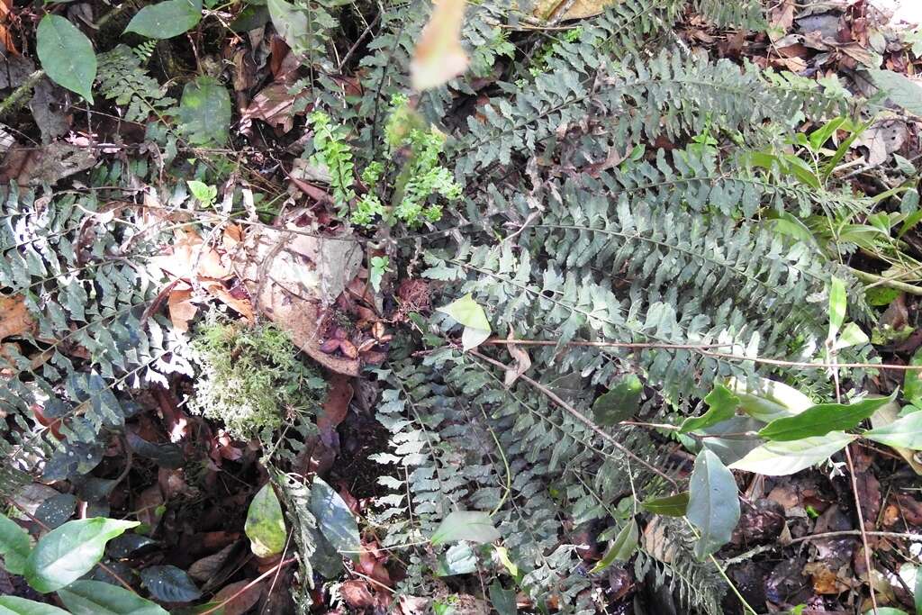 Image of Hispaniolan spleenwort