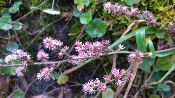 Image de Astilbe longicarpa (Hayata) Hayata