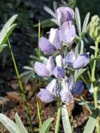 Image of Blunt-lobe Lupine