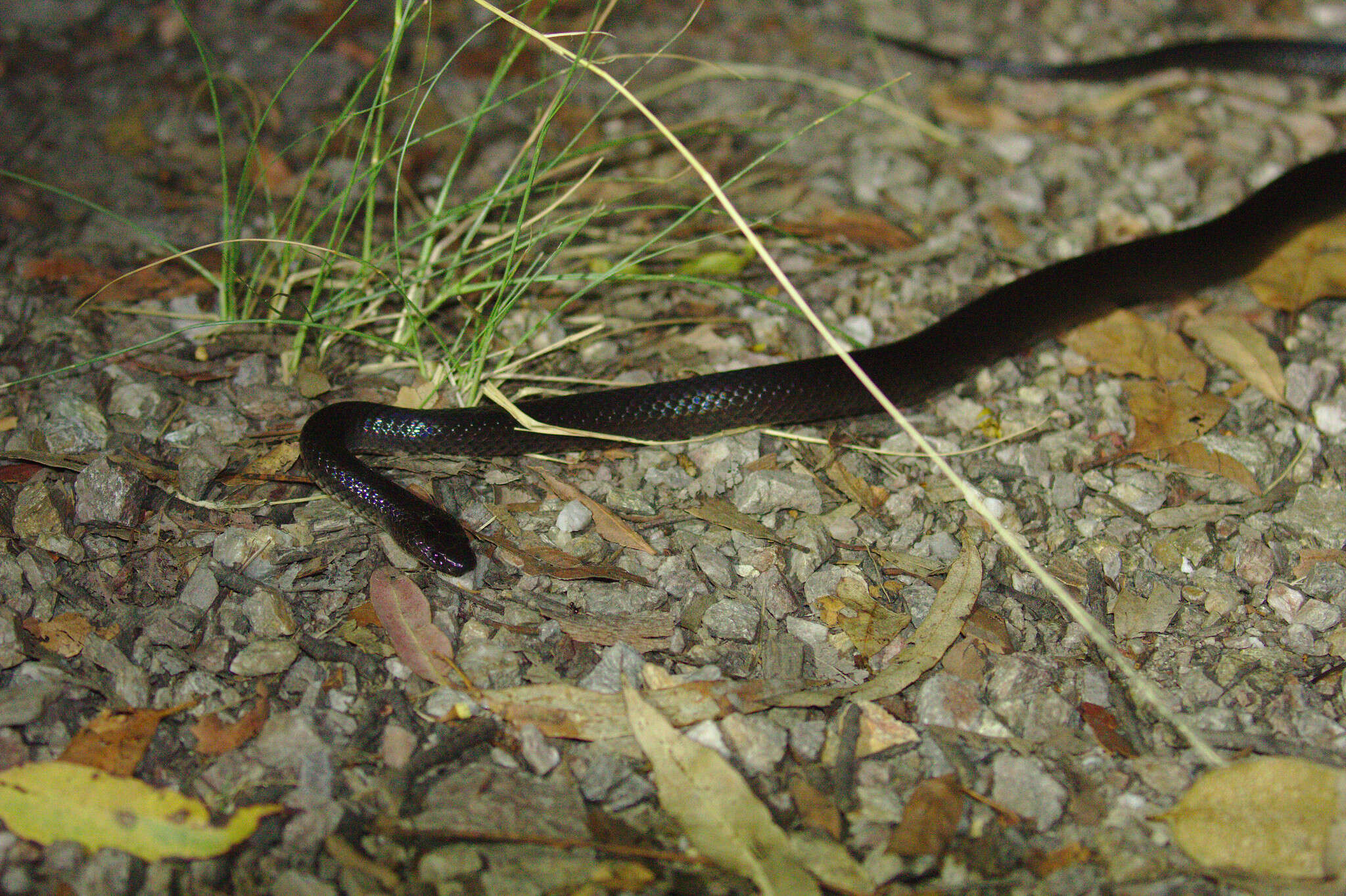 Image of Small-eyed Snakes