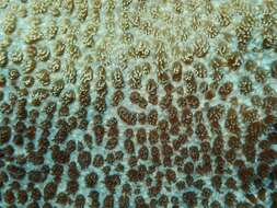 Image of Spine coral