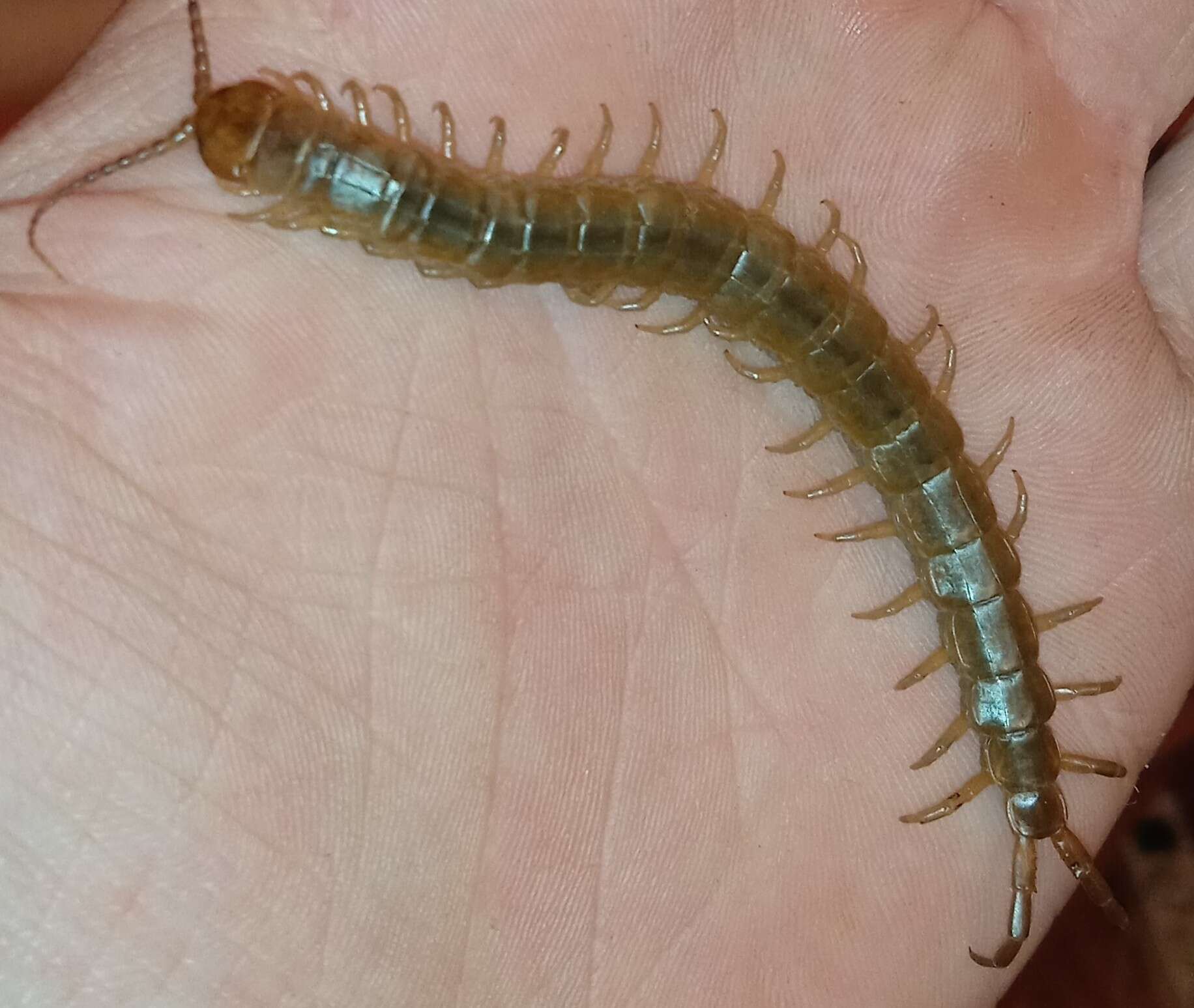 Image of Dog-toothed Giant Centipede