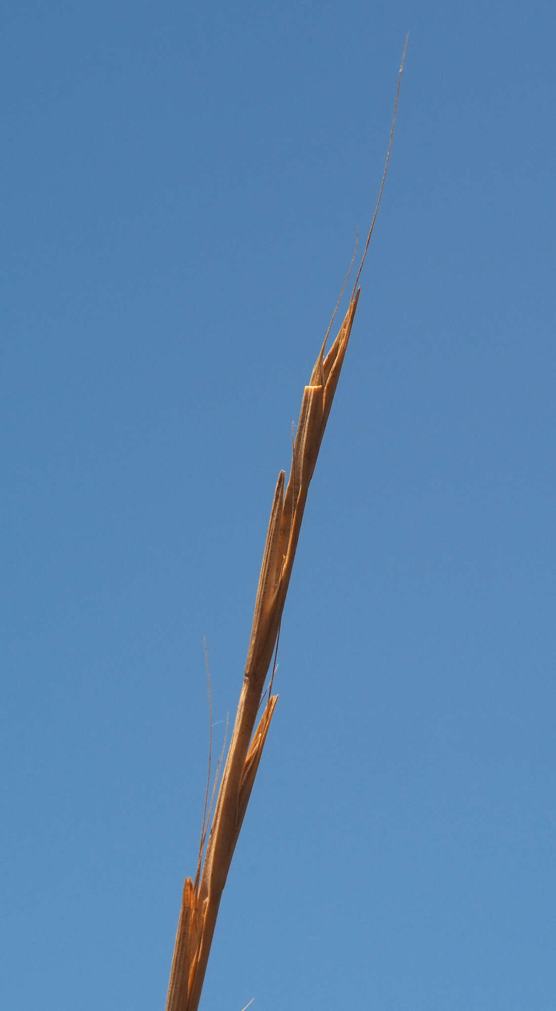 Image of Persian ryegrass