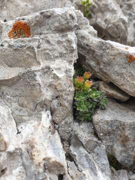 Image of Saxifraga facchinii Koch