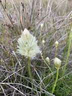 Image of <i>Ptilotus macrocephalus</i>