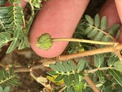 Image of Tribulus pentandrus var. pterophorus (Presl) P. Singh & V. Singh