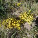 Image de Acacia lasiocarpa Benth.