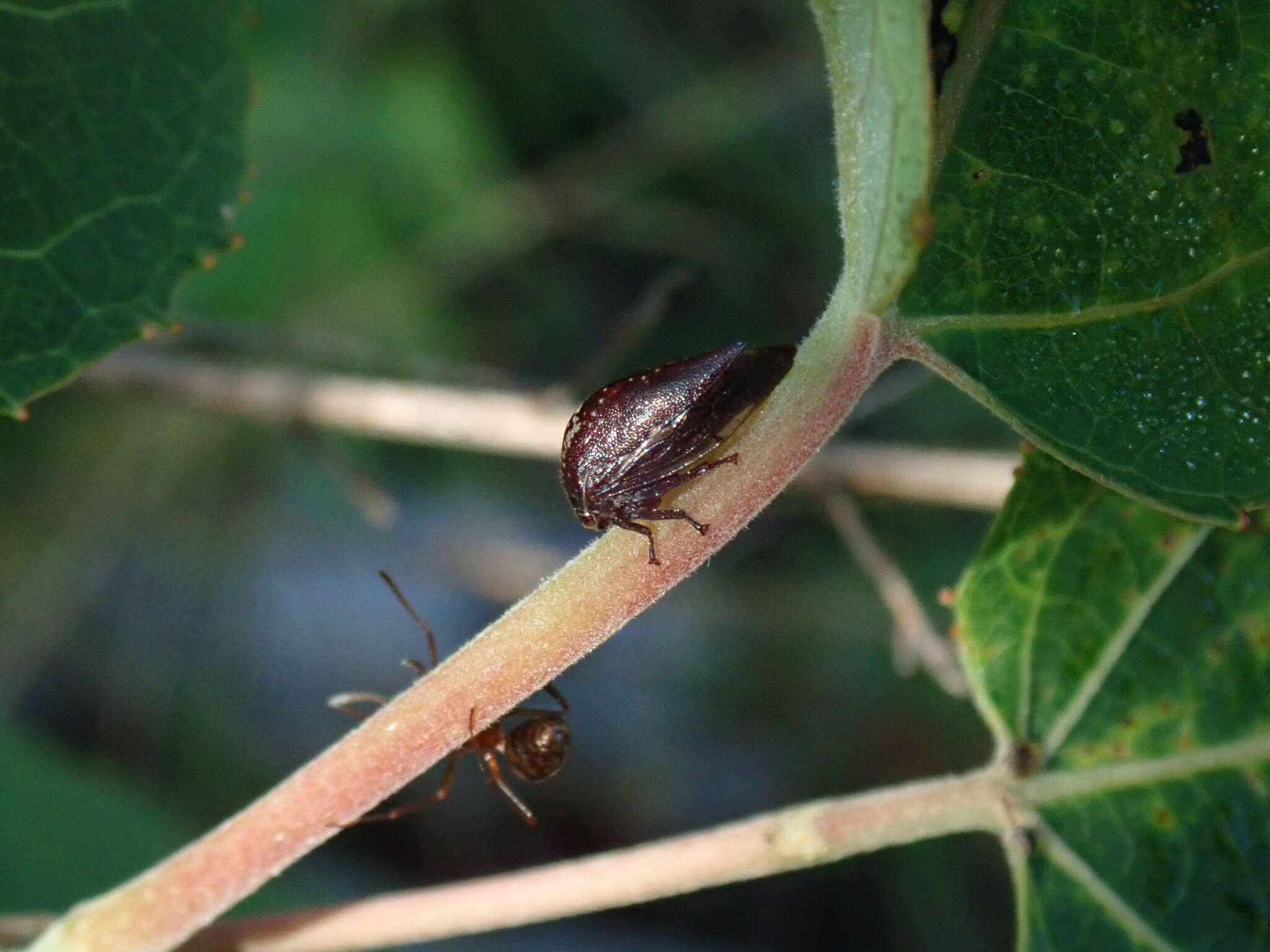 Image of Carynota stupida Walker