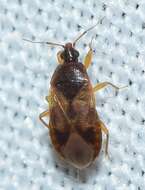 Lyctocoris (Lyctocoris) campestris (Fabricius 1794) resmi