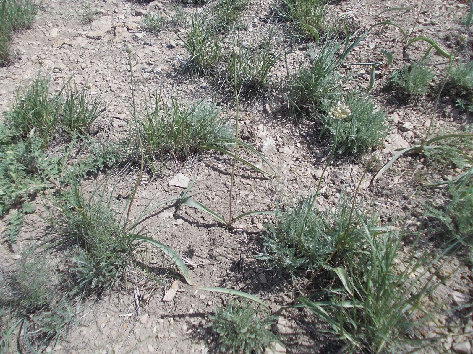 Image of Allium tulipifolium Ledeb.