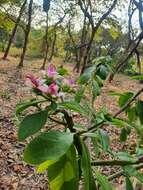 Image of Rose Cactus