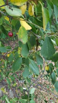 Plancia ëd Prunus cerasus L.