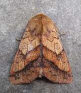 Image of Purple-Lined Sallow