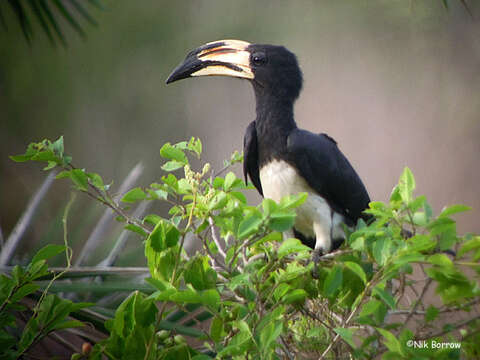 Imagem de Lophoceros fasciatus semifasciatus (Hartlaub 1855)