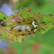 Слика од Eurypedus peltoides Boheman 1854