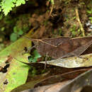 Image of Colpolopha latipennis Stål 1878