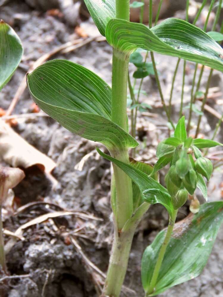 Imagem de Epipactis helleborine subsp. orbicularis (K. Richt.) E. Klein