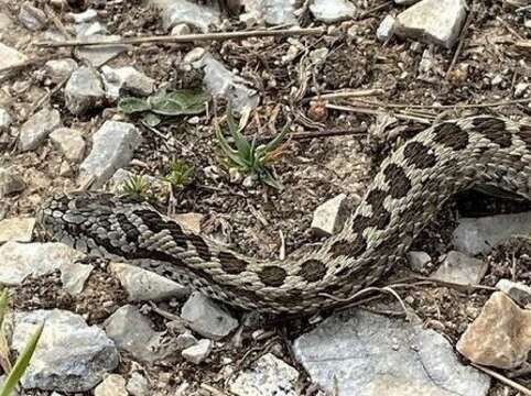 Image of Meadow Viper