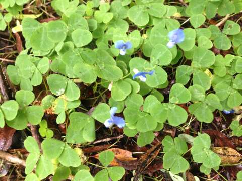 Image of blue-oxalis