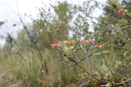 Image of Clinopodium tomentosum (Kunth) Govaerts