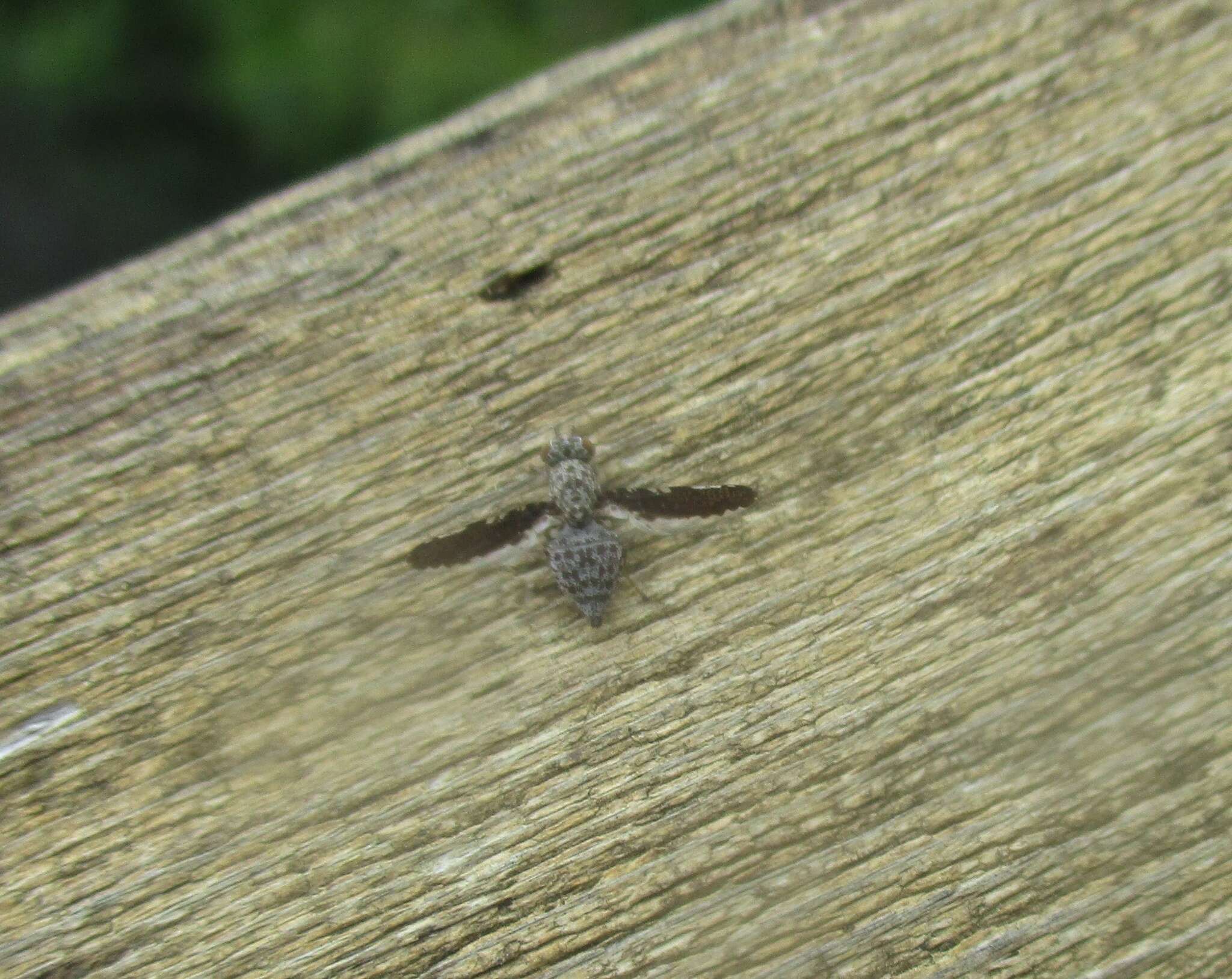 Callopistromyia strigula (Loew 1873)的圖片