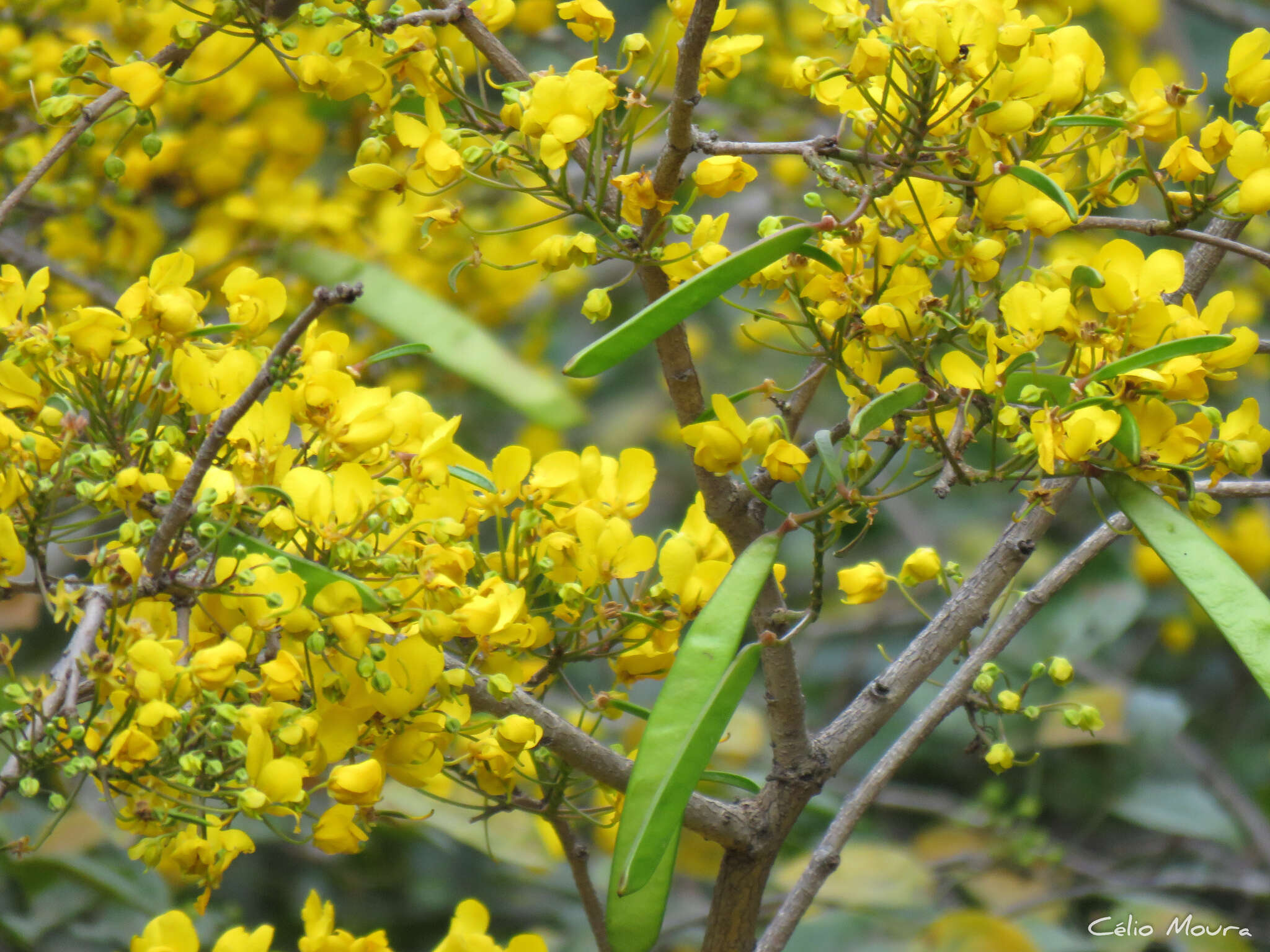 Image de Chamaecrista ensiformis (Vell.) H. S. Irwin & Barneby