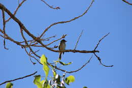 Image of southwestern willow flycatcher