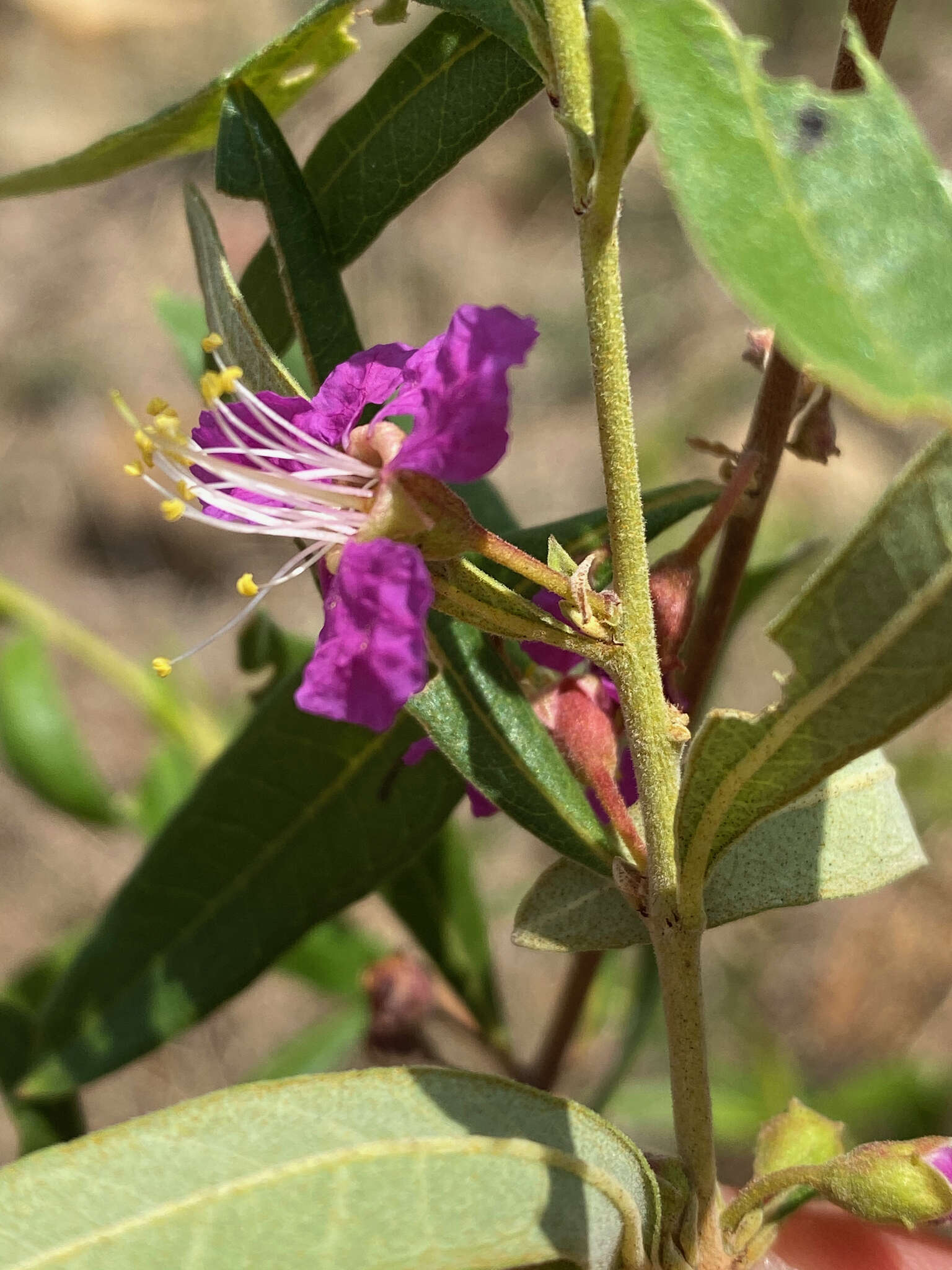 Koehneria madagascariensis (Baker) S. A. Graham, H. Tobe & P. Baas的圖片