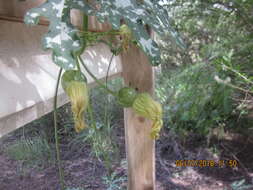 Image of Cucurbita pedatifolia L. H. Bailey