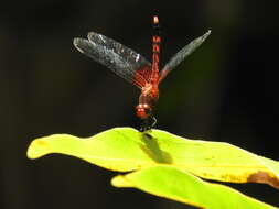 Image of Red-mantled Dragonlet