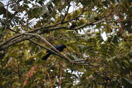 Image of Azure Jay